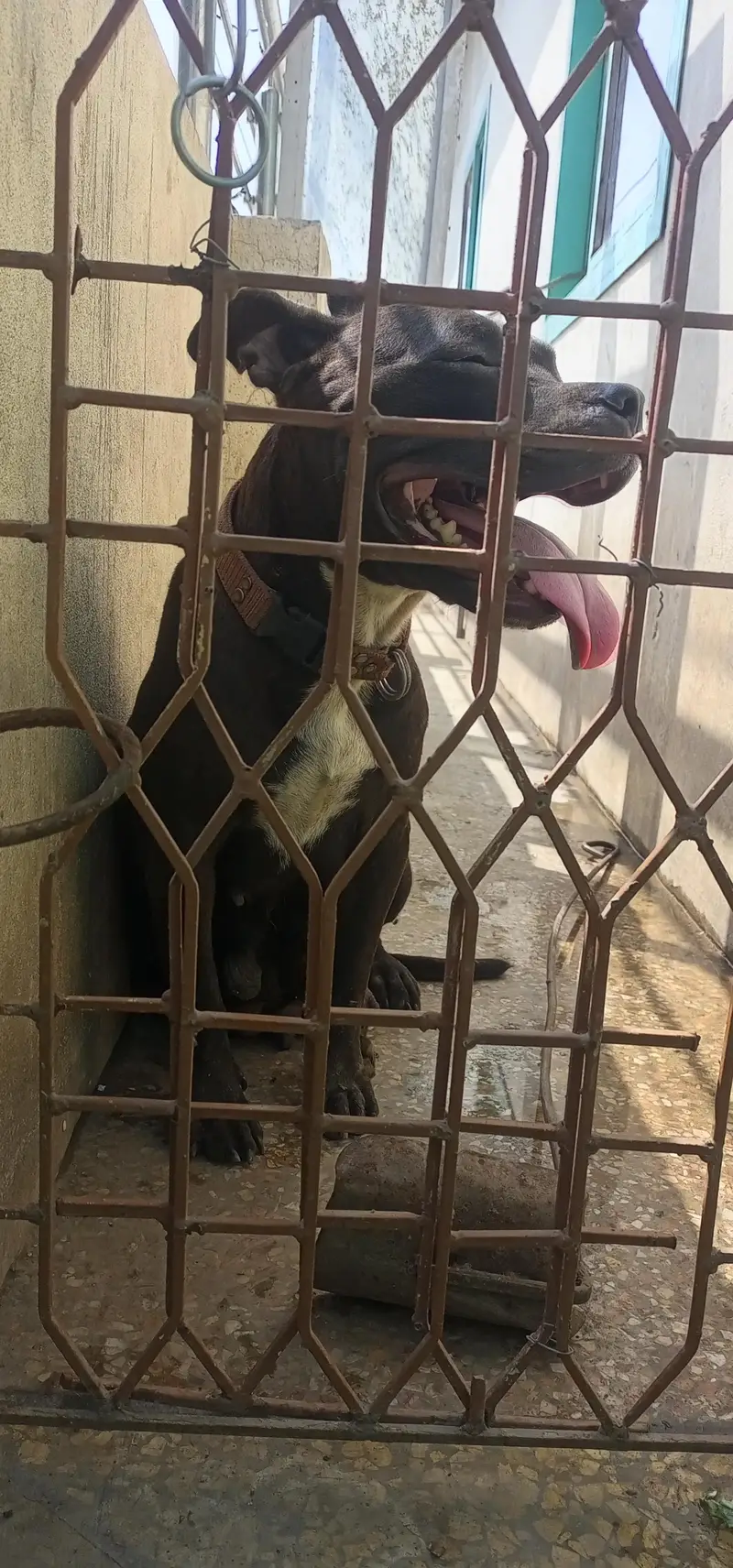 American Pitbul confirm breeder female — photo 2