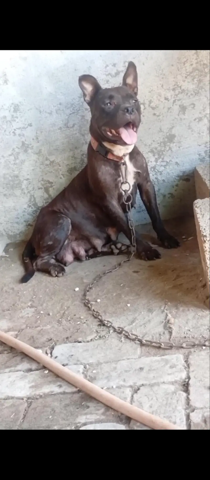 American Pitbul confirm breeder female — photo 3