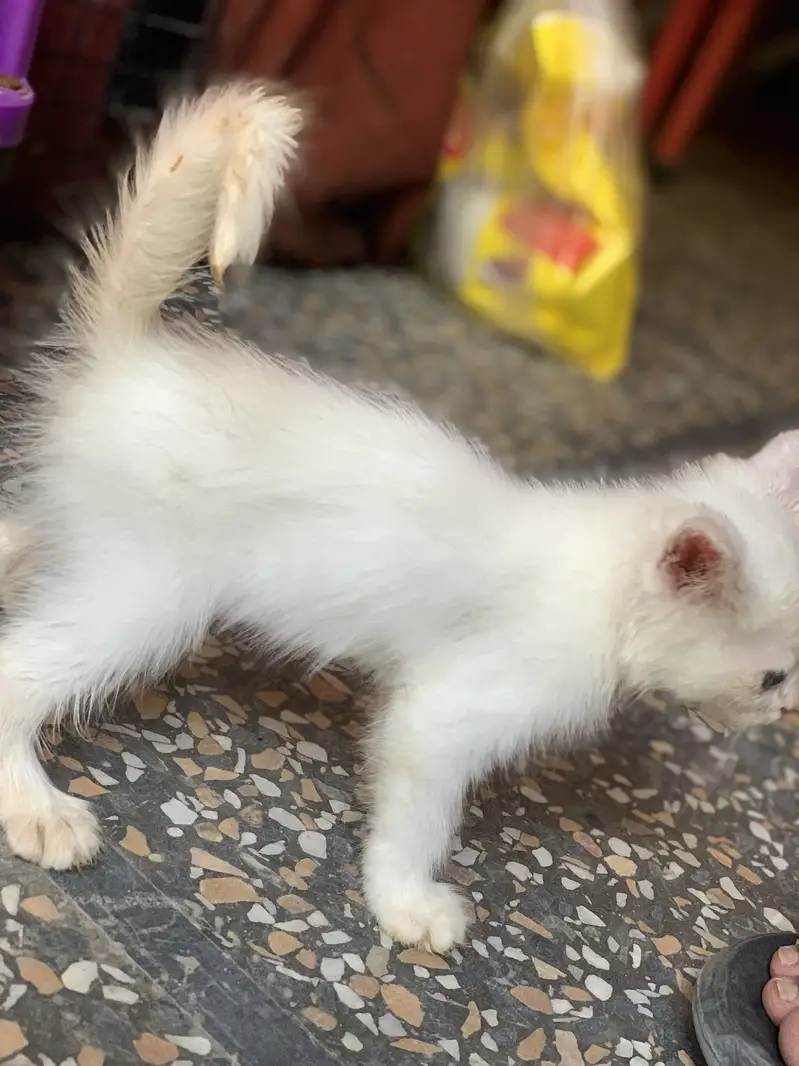 Irgant for sale ghar warka rakhna nahi far raha — photo 2