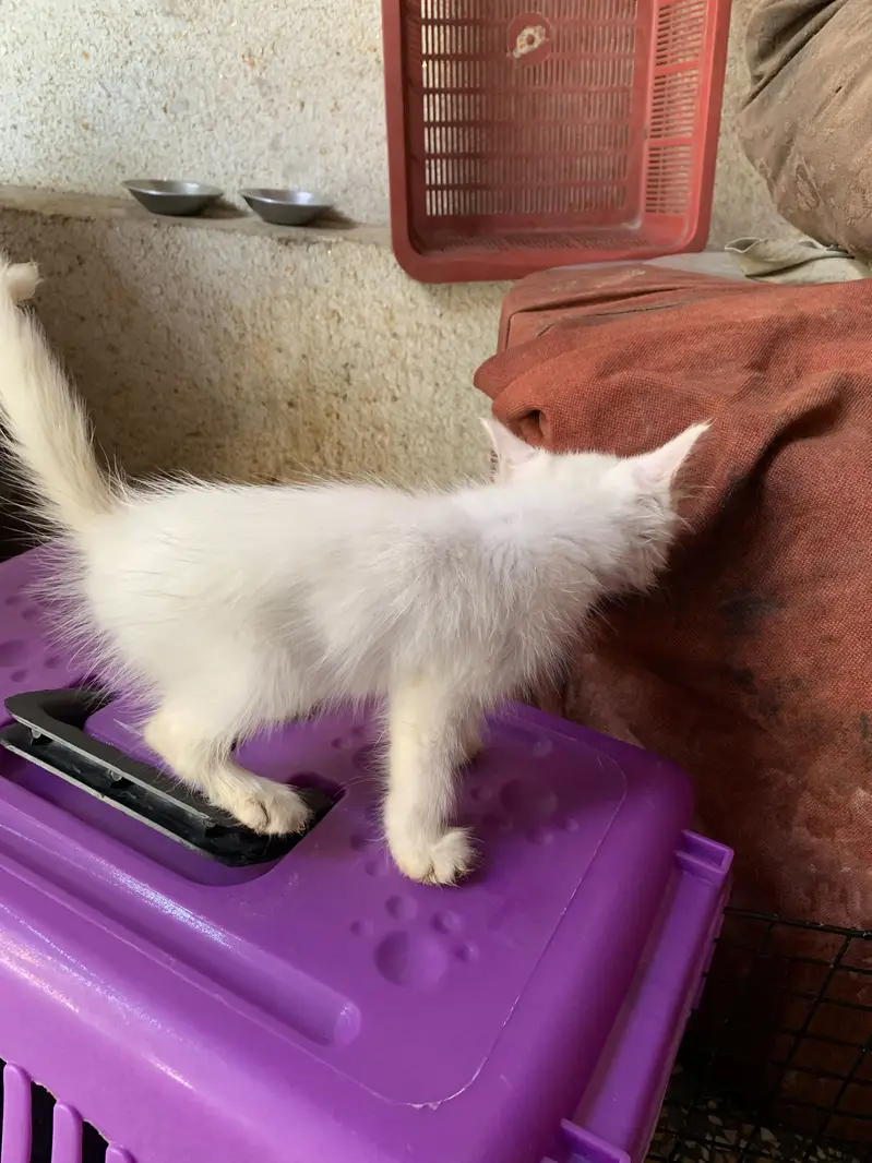 Irgant for sale ghar warka rakhna nahi far raha — photo 3