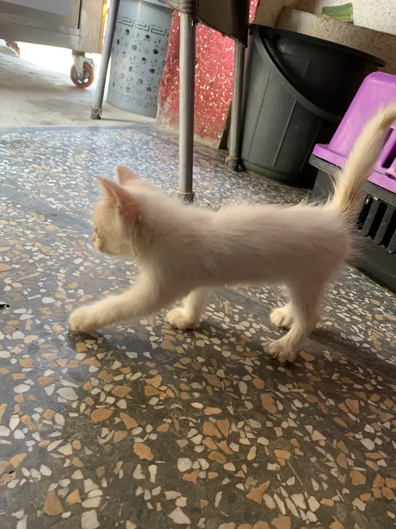 Irgant for sale ghar warka rakhna nahi far raha — photo 5
