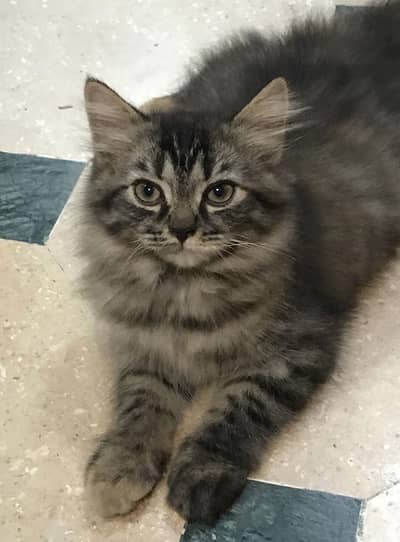 Persian triple coat kitten/cat