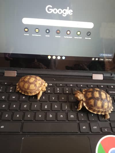 Pairs Tortoise Babies