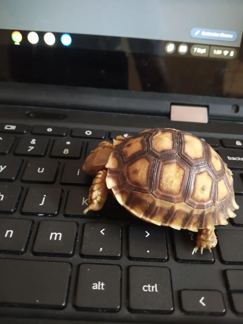 Pairs Tortoise Babies — photo 2