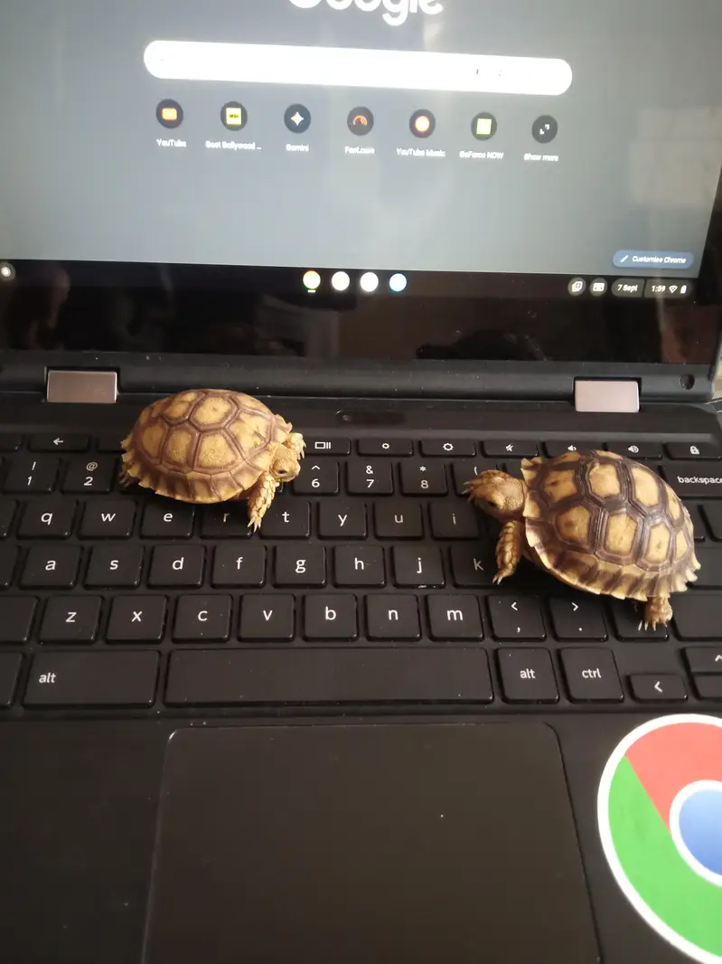 Pairs Tortoise Babies — photo 3