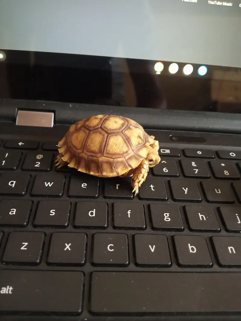 Pairs Tortoise Babies — photo 4