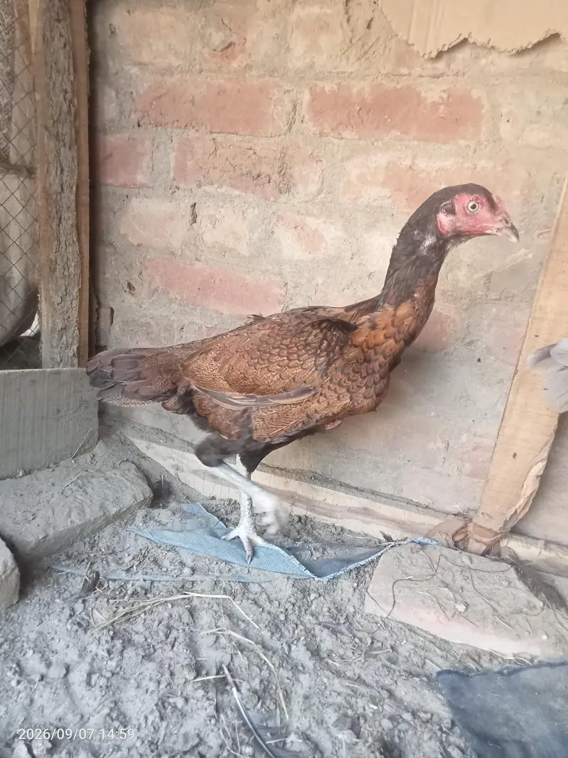 Aseel Murga murgi — photo 2