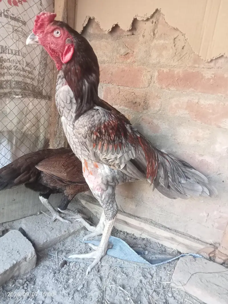 Aseel Murga murgi — photo 3