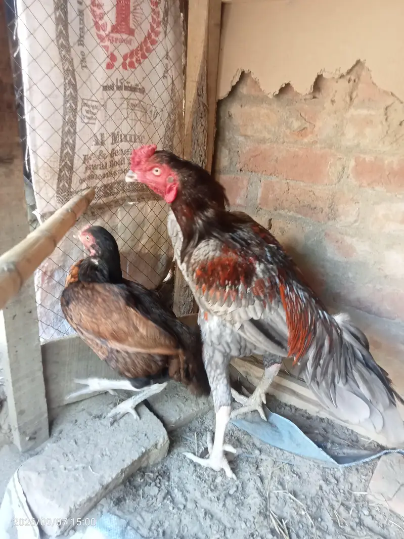 Aseel Murga murgi — photo 4