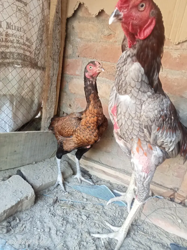 Aseel Murga murgi — photo 7