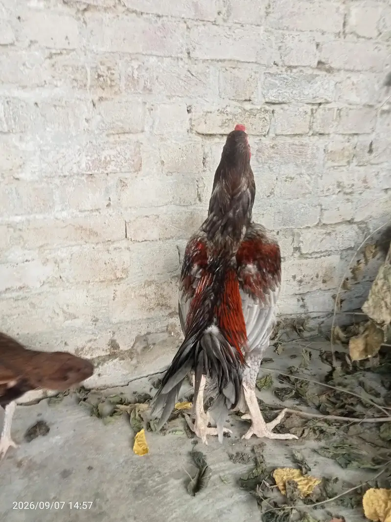 Aseel Murga murgi — photo 9