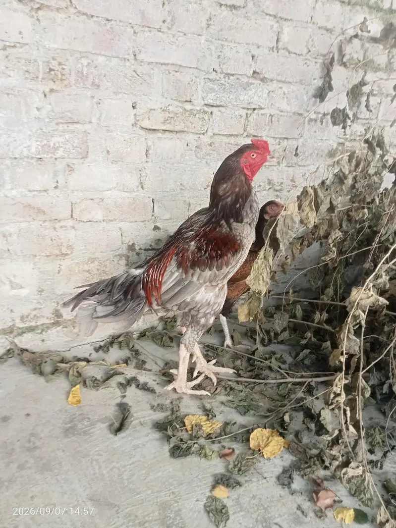 Aseel Murga murgi — photo 10