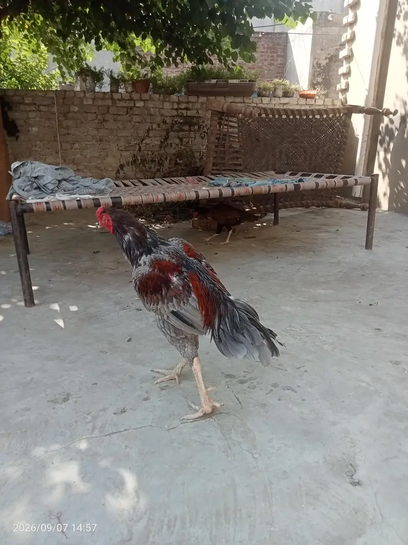 Aseel Murga murgi — photo 11
