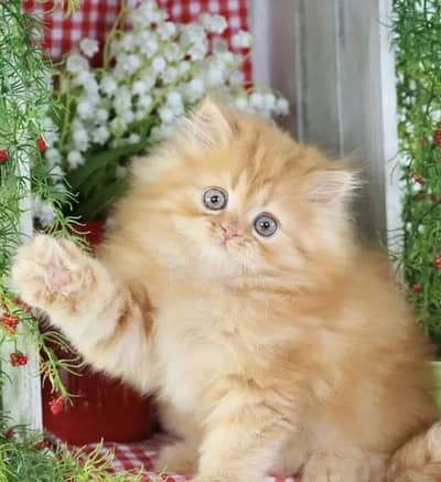 Persian kittens whatp 0370 ///4602310
