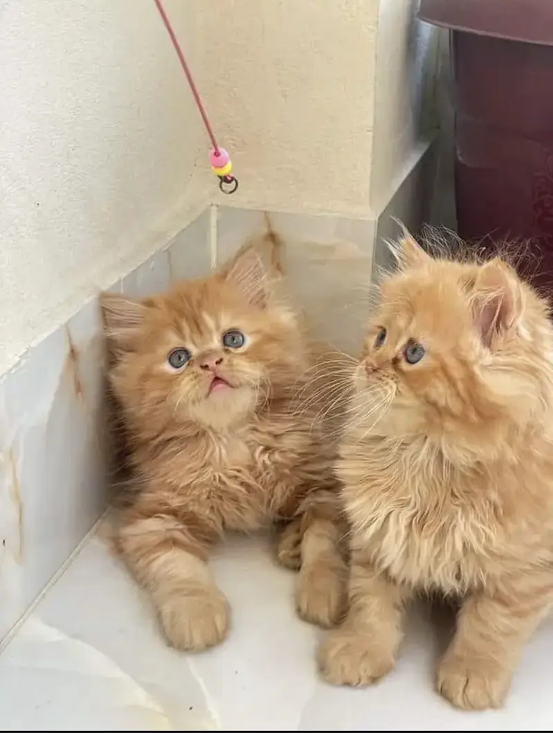 Persian kittens whatp 0370 ///4602310 — photo 2