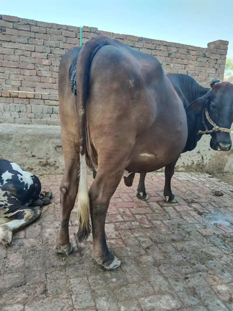 cow milk — photo 3