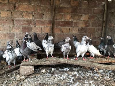 baby pigeons for sale