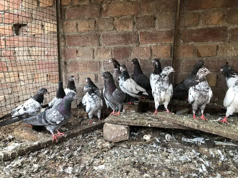 baby pigeons for sale — photo 2