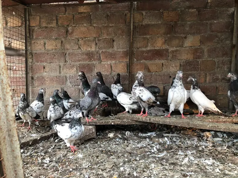 baby pigeons for sale — photo 3
