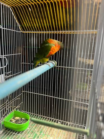 Red-Collar Lorrie
