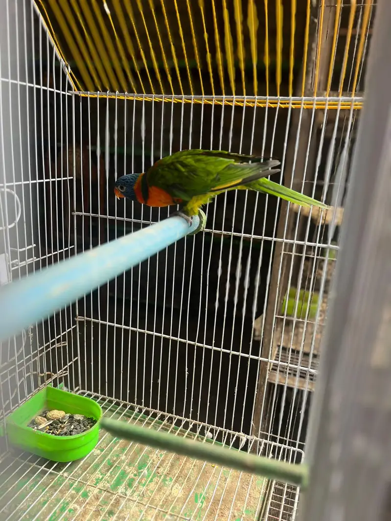 Red-Collar Lorrie — photo 3