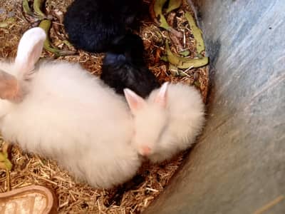 ANGORA BUNNIES