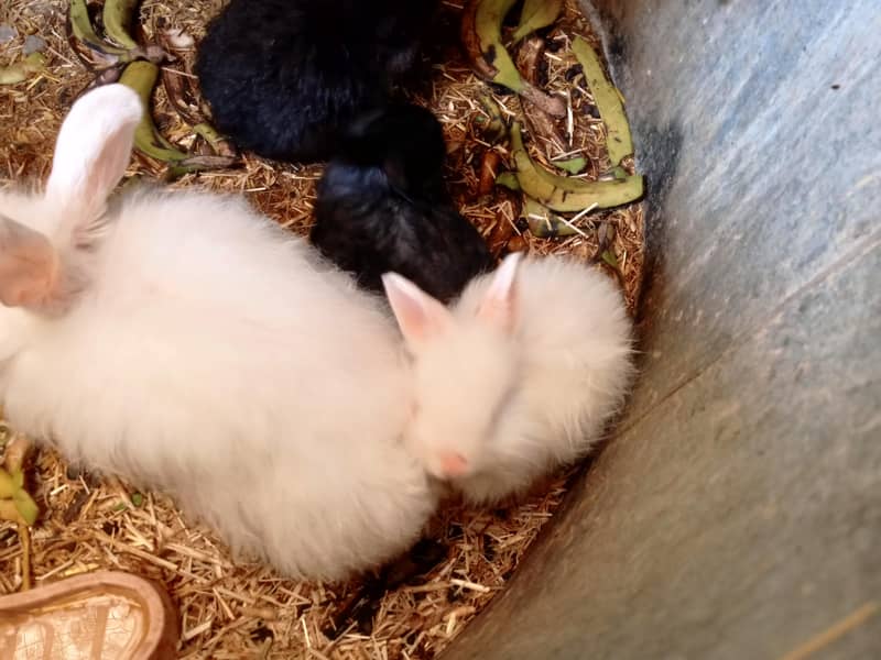 ANGORA BUNNIES 0