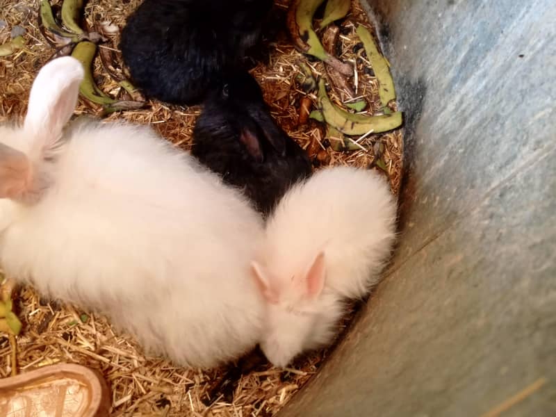 ANGORA BUNNIES 1