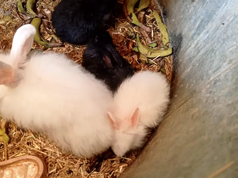 ANGORA BUNNIES — photo 2
