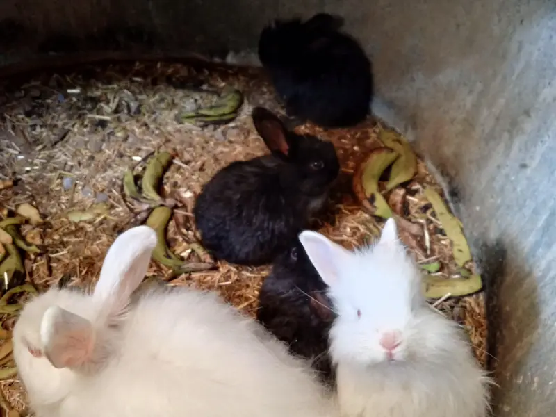 ANGORA BUNNIES — photo 3
