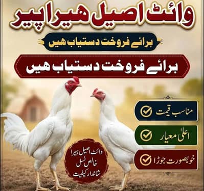 Aseel Breeder Pair