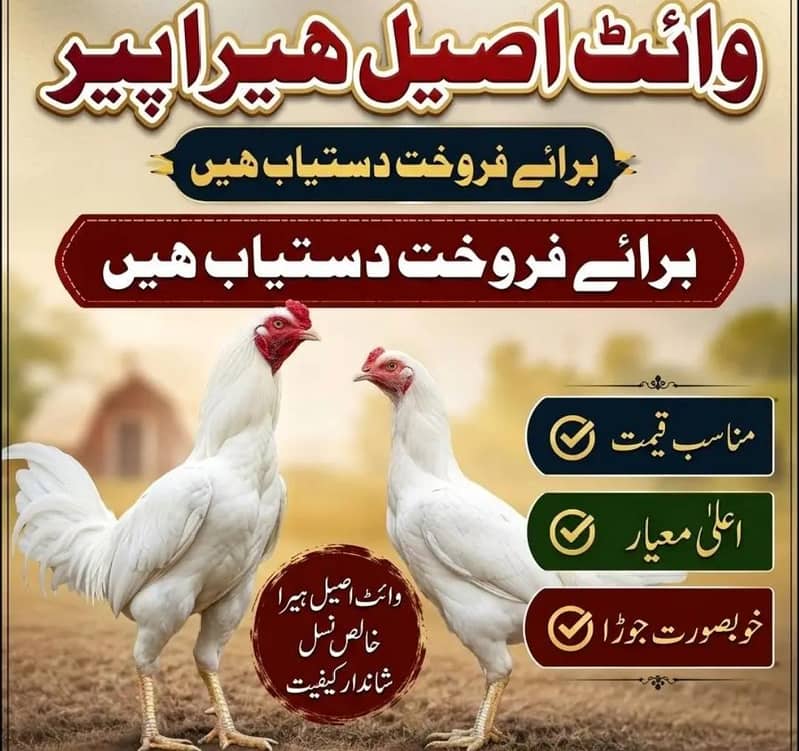 Aseel Breeder Pair 0