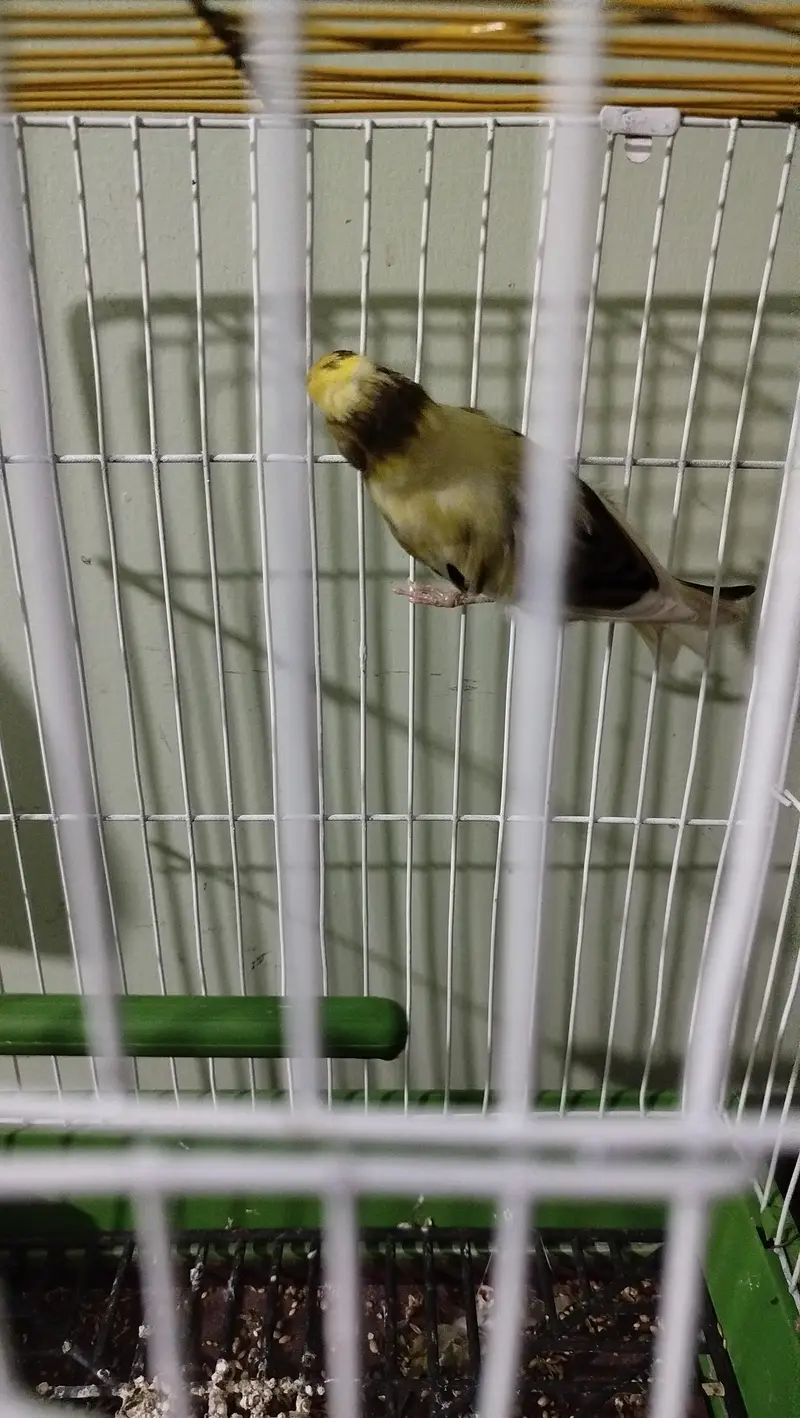 ablack canary male