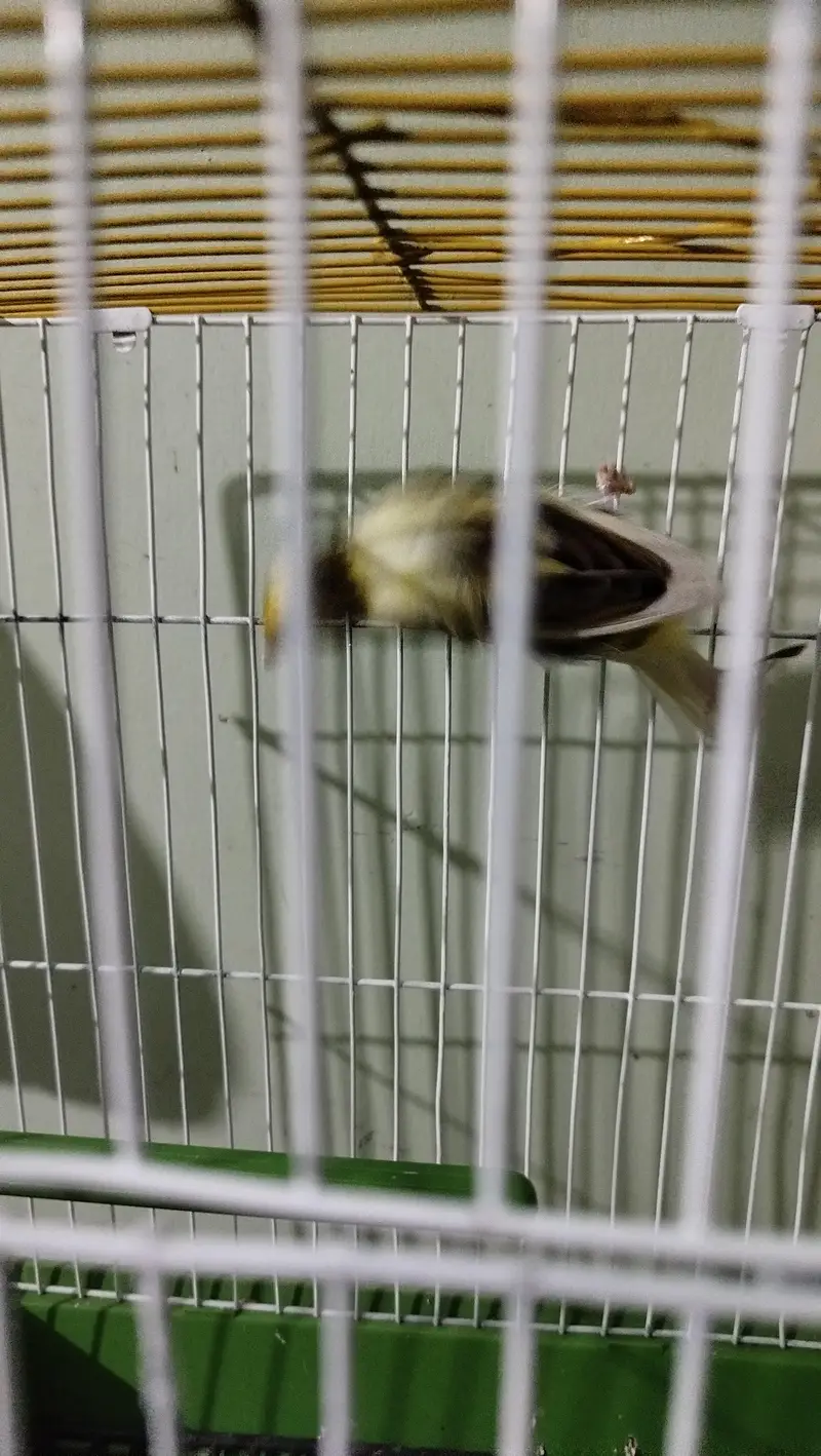 ablack canary male — photo 2