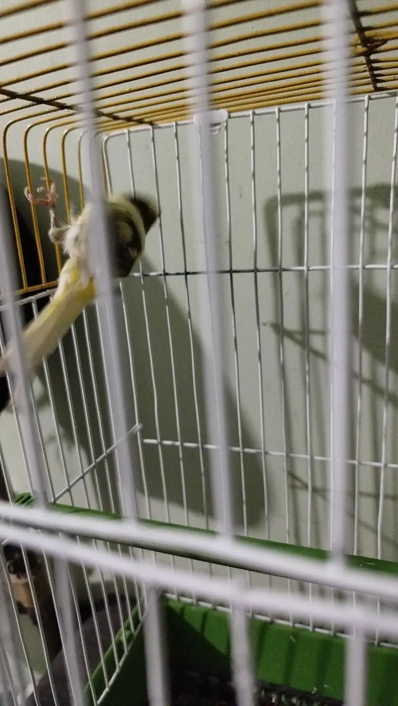 ablack canary male — photo 3