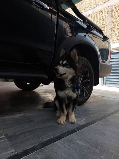 siberian husky contact:03102207806