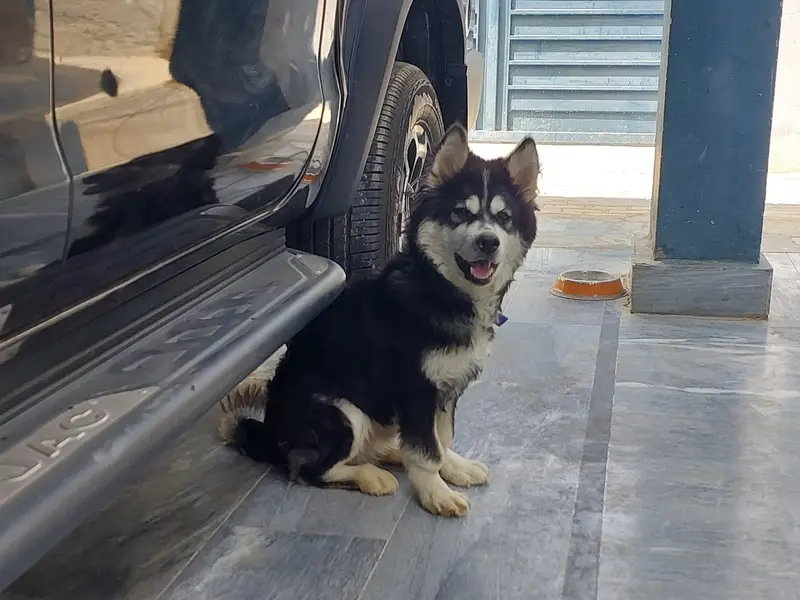 siberian husky contact:03102207806 — photo 2