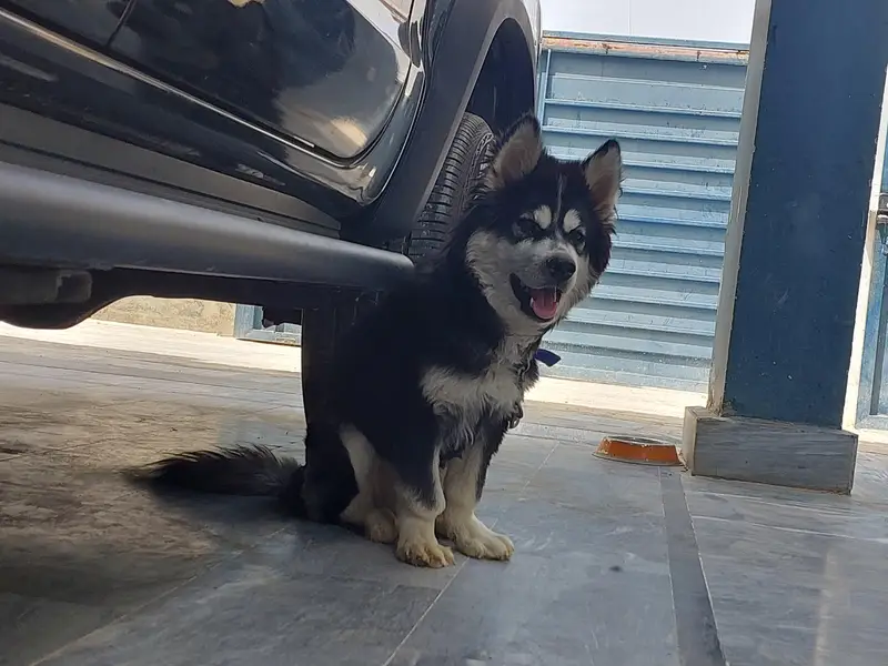 siberian husky contact:03102207806 — photo 3