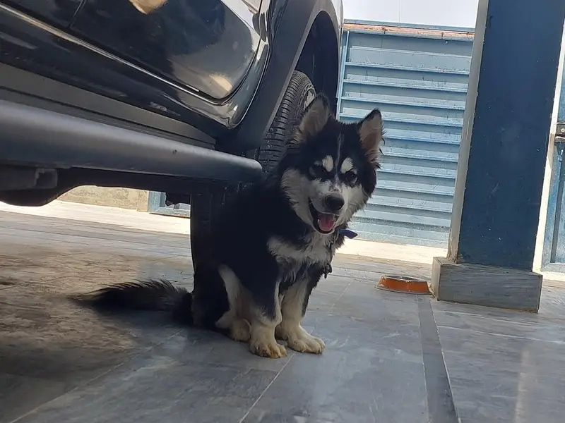 siberian husky contact:03102207806 — photo 4