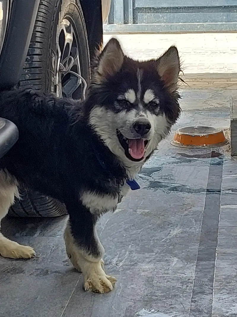 siberian husky contact:03102207806 — photo 5