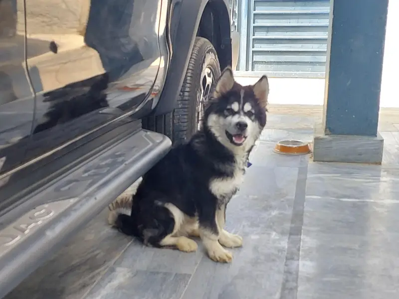 siberian husky contact:03102207806 — photo 6