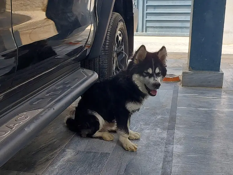siberian husky contact:03102207806 — photo 7