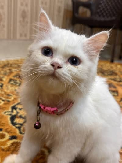 Persian Female Kitten | available for sale |