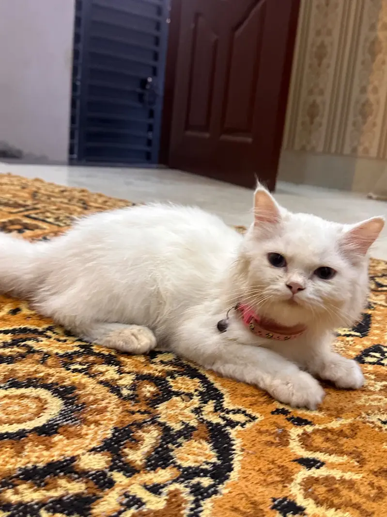 Persian Female Kitten | available for sale | — photo 2