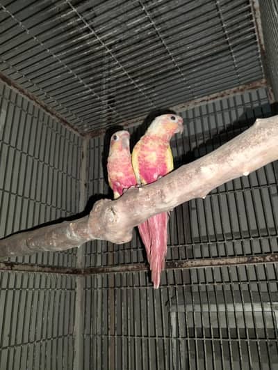sun cheek conure high redfactor