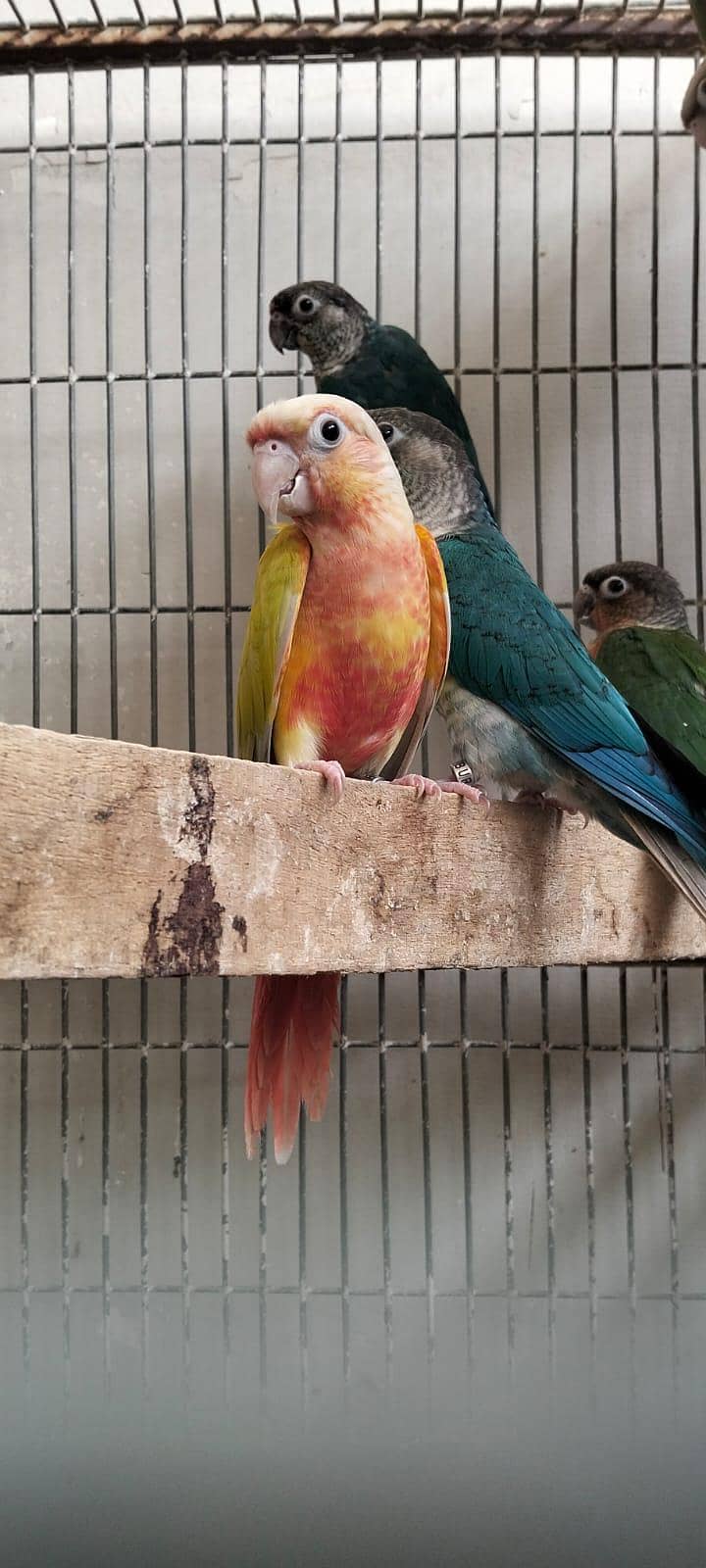 sun cheek conure high redfactor 1