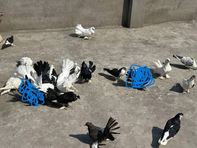 Pigeons for sale