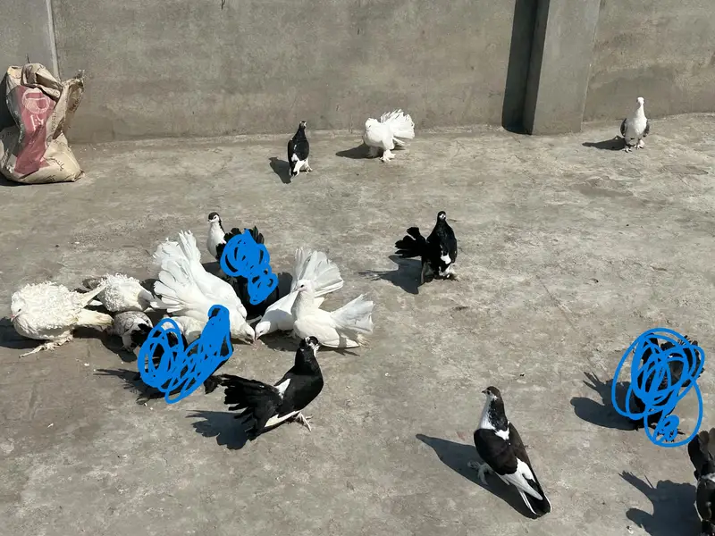 Pigeons for sale — photo 2