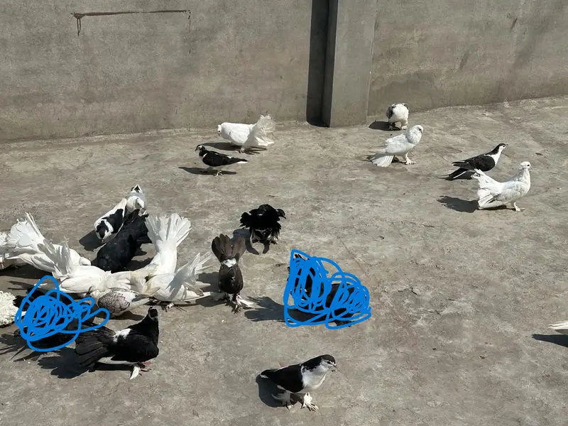 Pigeons for sale — photo 3