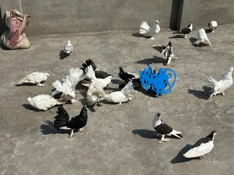 Pigeons for sale — photo 4